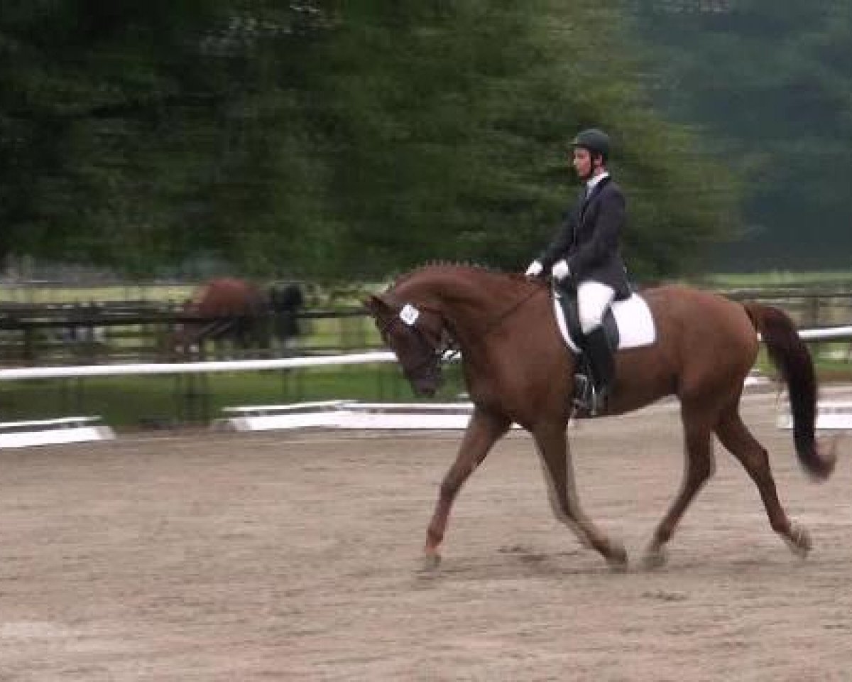 dressage horse Exeter (Westphalian, 2006, from Sibirian Express)