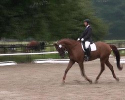 dressage horse Exeter (Westphalian, 2006, from Sibirian Express)