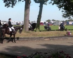 dressage horse Chelestyno (Oldenburg, 1999, from Curacao I)