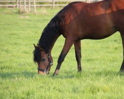 Springpferd Blessed by magico (Belgisches Warmblut, 2020, von Socrates Optimus)