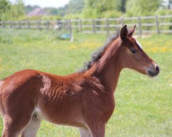 Springpferd Donatella of Magico (Belgisches Warmblut, 2022, von Konquistador van Orchid's)