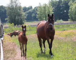 broodmare Mona (Westphalian, 2006, from Montpellier 5)