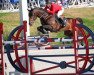 stallion Warrant (KWPN (Royal Dutch Sporthorse), 2003, from Numero Uno)