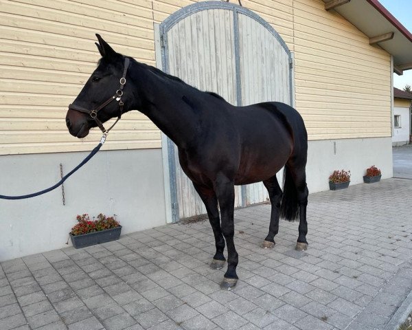 dressage horse Fantasy Girl 4 (Württemberger, 2005, from French Kiss)