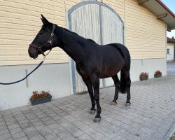 dressage horse Fantasy Girl 4 (Württemberger, 2005, from French Kiss)