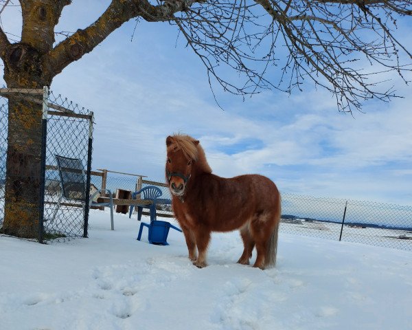 Pferd Tessa (Nederlands Mini Paarden, 2003, von Fazal v.d. Rheehof)