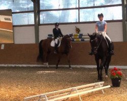 dressage horse Chico 850 (Holsteiner, 2006, from Chilento)