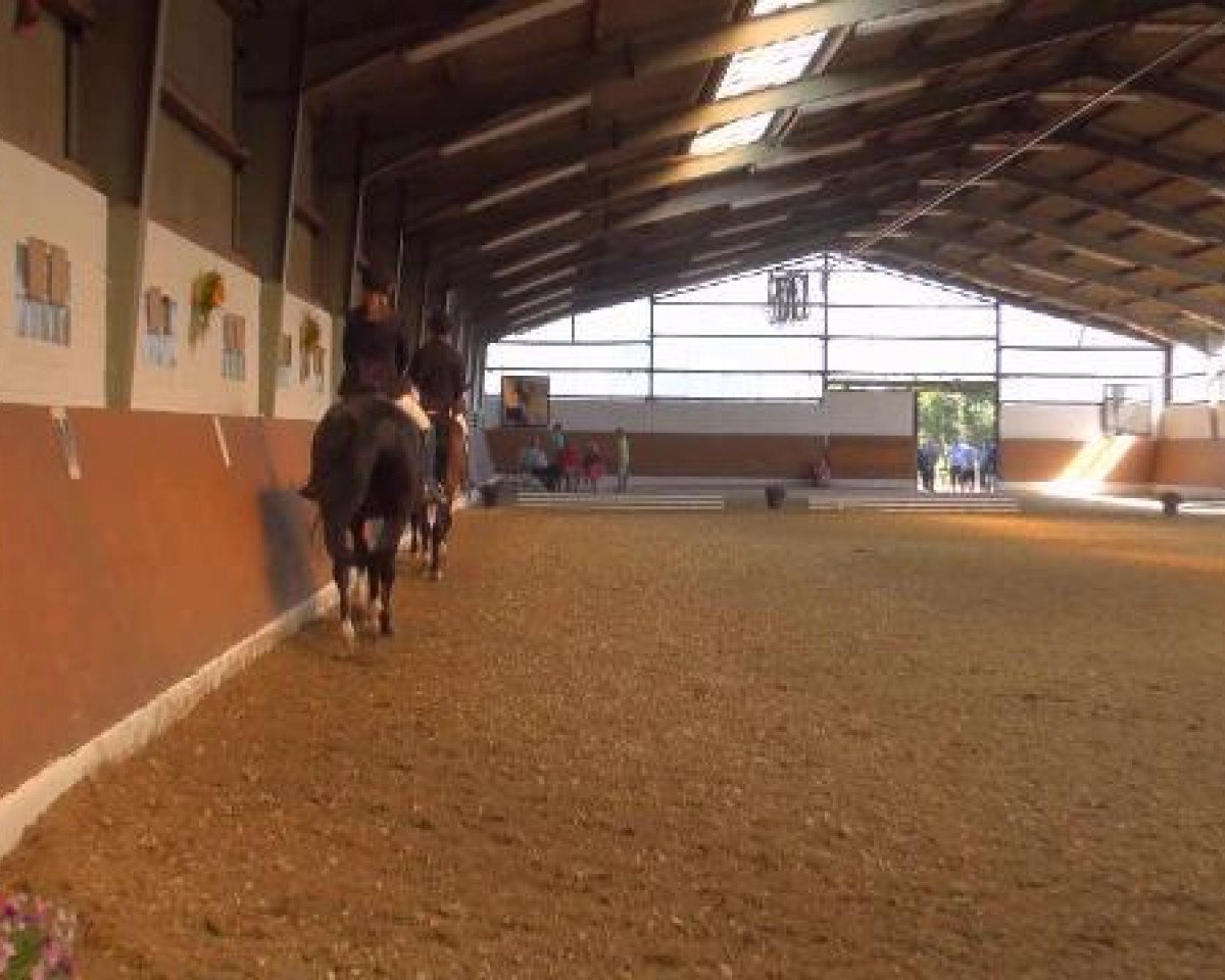 dressage horse So Cool (Westphalian, 2003, from Sir Bedo)