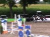 jumper Blitzi 7 (German Riding Pony, 1999, from Brillant)