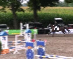 jumper Blitzi 7 (German Riding Pony, 1999, from Brillant)