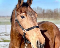 broodmare Naminka (KWPN (Royal Dutch Sporthorse), 1995, from Topas)