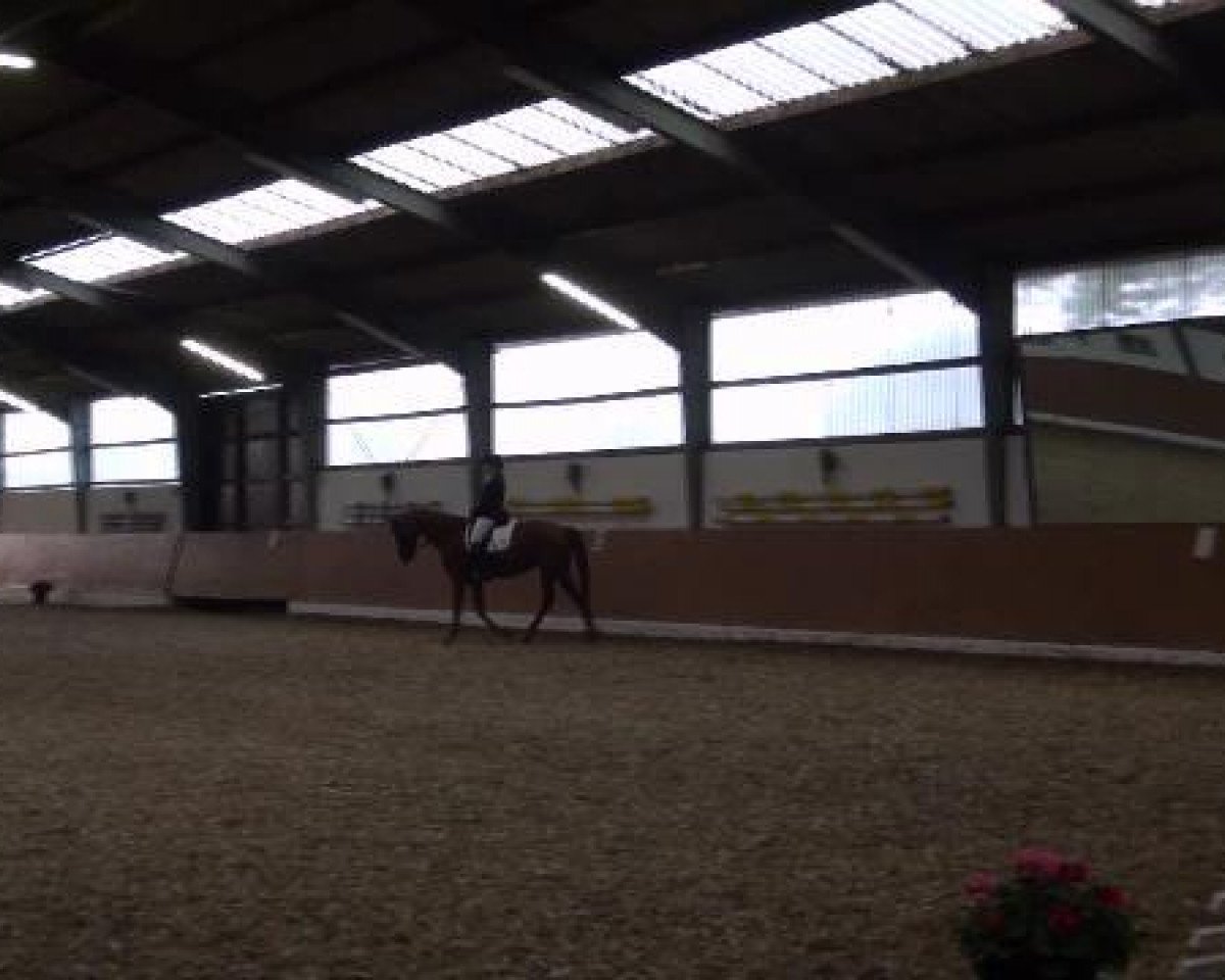 dressage horse When love takes over (Hanoverian, 2006, from Worldly I)