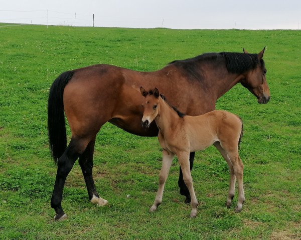 Dressurpferd My Lady Lou (Deutsches Sportpferd, 2022, von Montgomery)