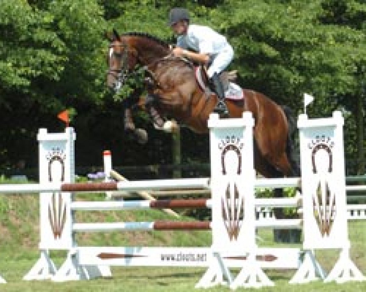 Deckhengst Quickfire de Ferann (Belgium Sporthorse, 2000, von Toulon)