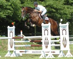 stallion Quickfire de Ferann (Belgium Sporthorse, 2000, from Toulon)