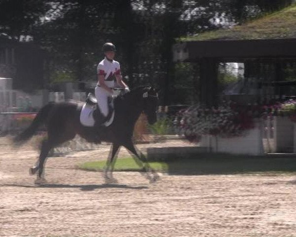 dressage horse Lieschen 41 (Westphalian, 2001, from Lamoureux II)