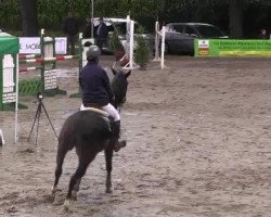 broodmare Gitana (Oldenburg show jumper, 2001, from Cordalme Z)