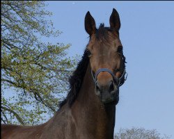 broodmare Wunderfull Vera (KWPN (Royal Dutch Sporthorse), 2003, from Numero Uno)