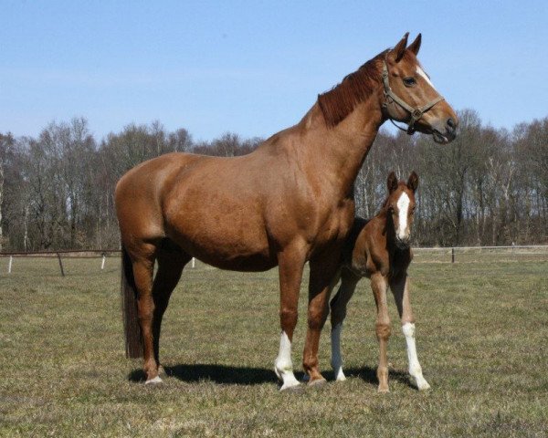 broodmare Terone (KWPN (Royal Dutch Sporthorse), 2000, from Burggraaf)