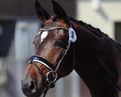 broodmare Belandine (Hanoverian, 2019, from Bel Amour 3)