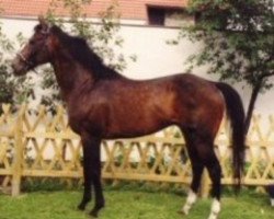 stallion Professional xx (Thoroughbred, 1988, from Sadler's Wells xx)