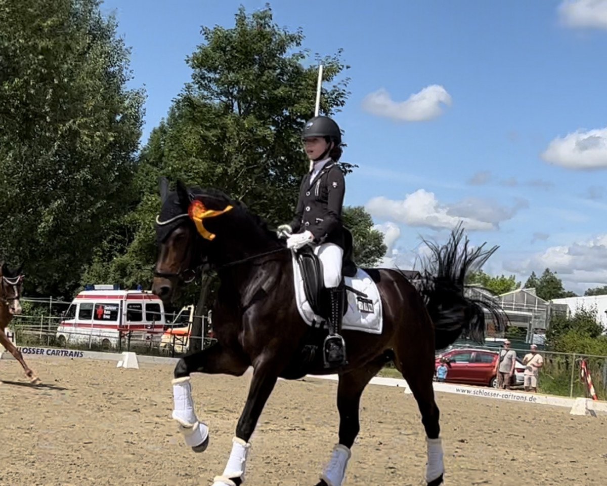 broodmare Limited Edition R 3 (German Riding Pony, 2014, from Golden Speed Star)