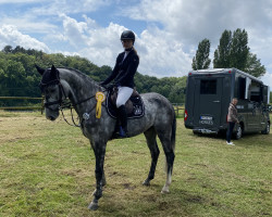 jumper Danny 285 (Hanoverian, 2017, from Diacontinus)