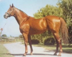 stallion Otehi Bay xx (Thoroughbred, 1973, from Biscay xx)