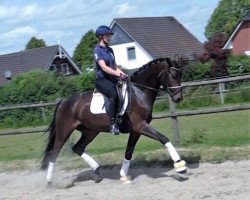 dressage horse Sir Stanley T (Hanoverian, 2018, from Spörcken)