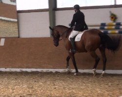 dressage horse Par Excellence 9 (Hanoverian, 1997, from Pommery)