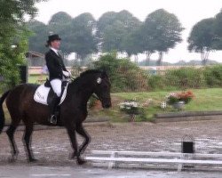 dressage horse Cindy 600 (Westphalian, 1999, from Captain)