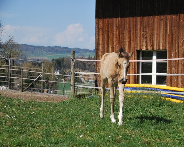 Dressurpferd Champion's Ray of Hope (Deutsches Reitpony, 2022, von FS Champion de Luxe)