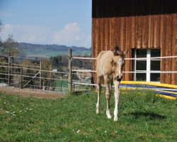 dressage horse Champion's Ray of Hope (German Riding Pony, 2022, from FS Champion de Luxe)