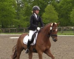 dressage horse Cocowääh (German Riding Pony, 2006, from Cedrik)