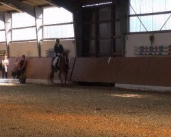 dressage horse Paquita (German Riding Pony, 1999, from Dosvidania)