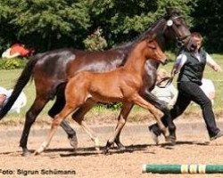 Springpferd Kasharin (Trakehner, 2005, von Lowelas)