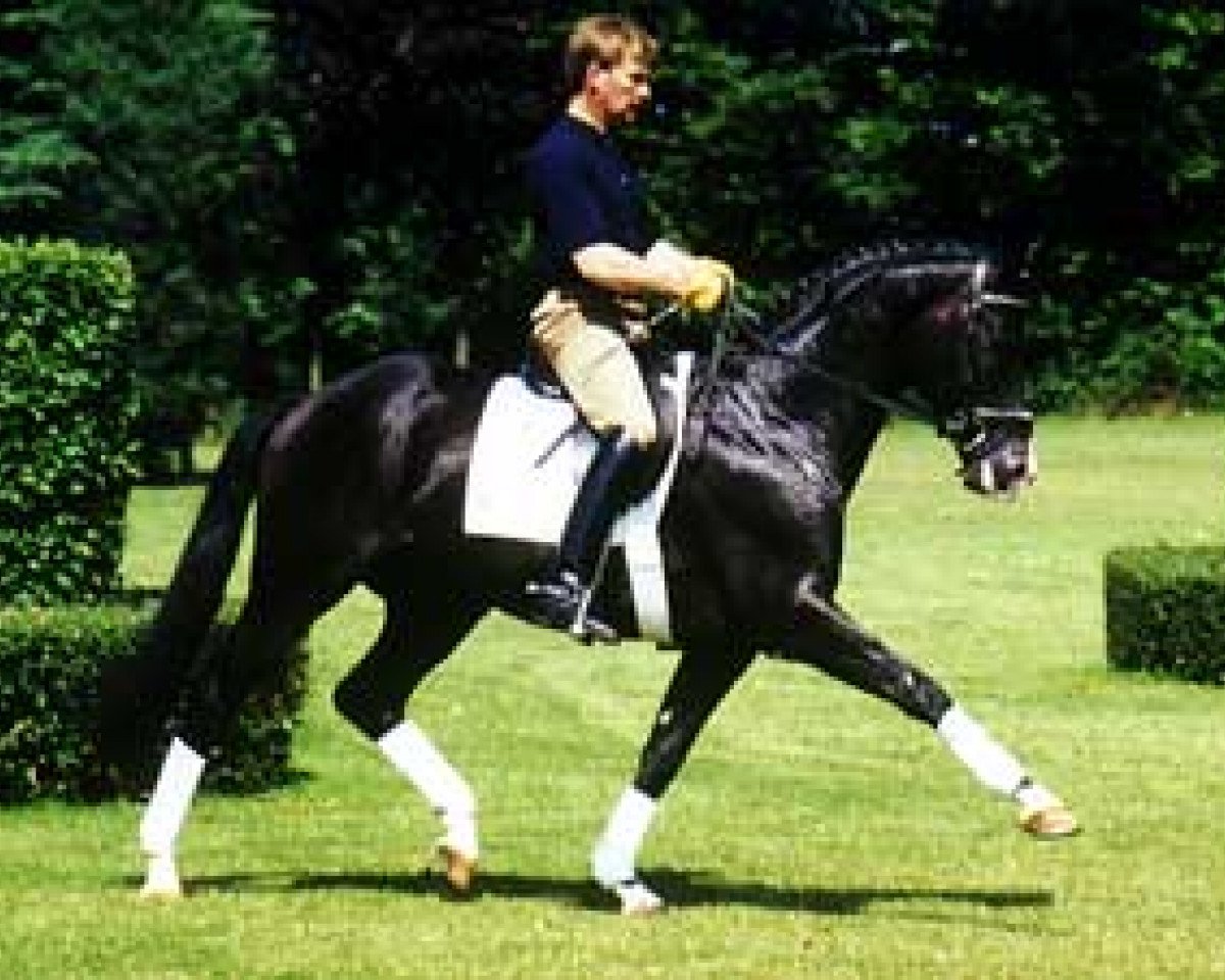 stallion Tuareg (Trakehner, 1986, from Radom)