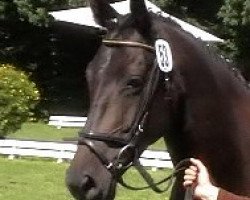 broodmare Kashah (Trakehner, 1998, from Amelio)