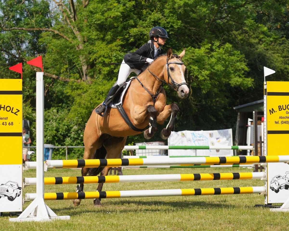 jumper Golden Girl 168 (Pony without race description, 2010)