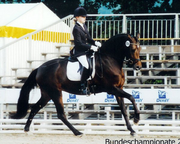 dressage horse Vinchina (German Riding Pony, 2002, from Vivaldi)