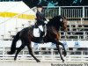 dressage horse Vinchina (German Riding Pony, 2002, from Vivaldi)