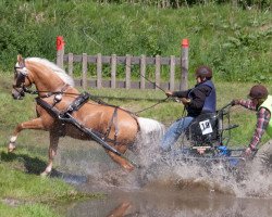 horse Bodethal's Dancer Hit II (German Riding Pony, 2006, from Arts-Dancer-Boy)