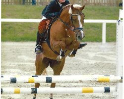 broodmare Angie (German Riding Pony, 1988, from Alexander)