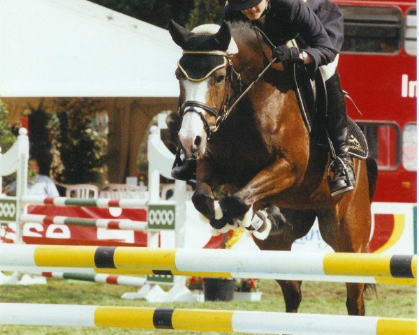 broodmare Beverly (German Riding Pony, 1996, from Brillant)