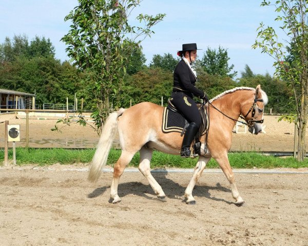 dressage horse Casper 92 (Haflinger, 1993, from Caro As (25% ox))