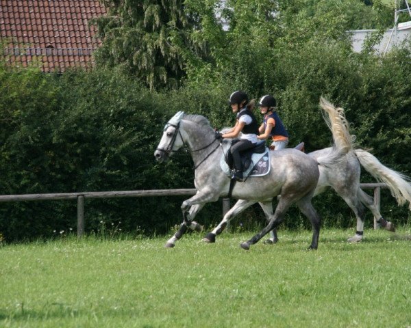 Zuchtstute Bodethal's Ariell (Deutsches Reitpony, 2005, von Notre d'Amour)