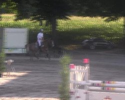 jumper Nilo de Olid (Pura Raza Espanola (PRE),  )