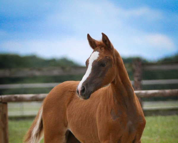 dressage horse Clara G (German Riding Pony, 2022, from DSP Cosmo Royale)