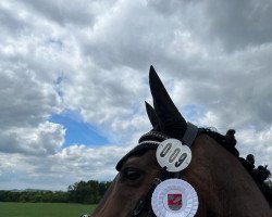 dressage horse Baltray Boy XX (Thoroughbred, 2011)