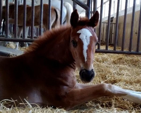 broodmare Belle Amie 81 (German Sport Horse, 2016, from Quaterback)